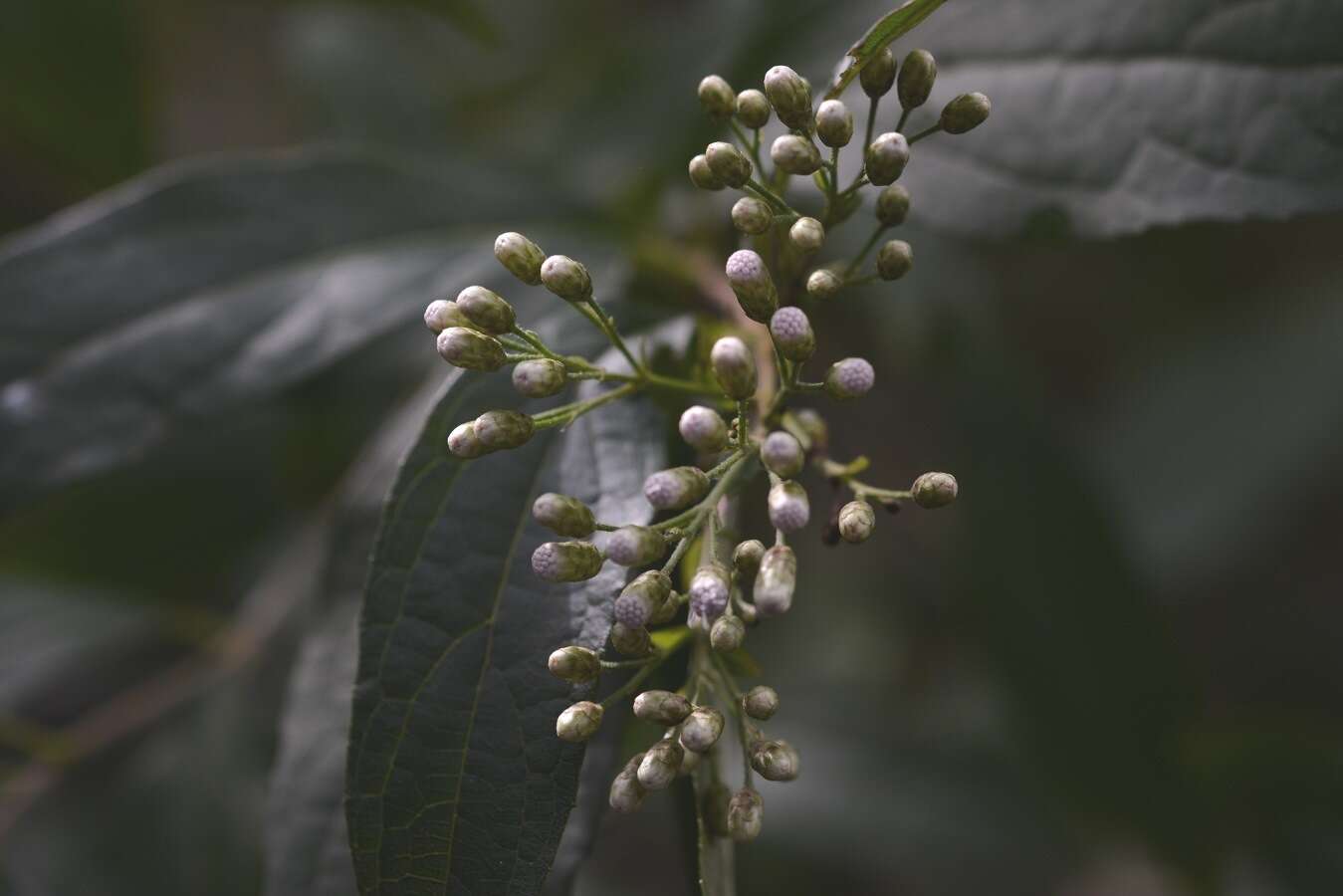 Sivun Chromolaena glaberrima (DC.) R. King & H. Rob. kuva