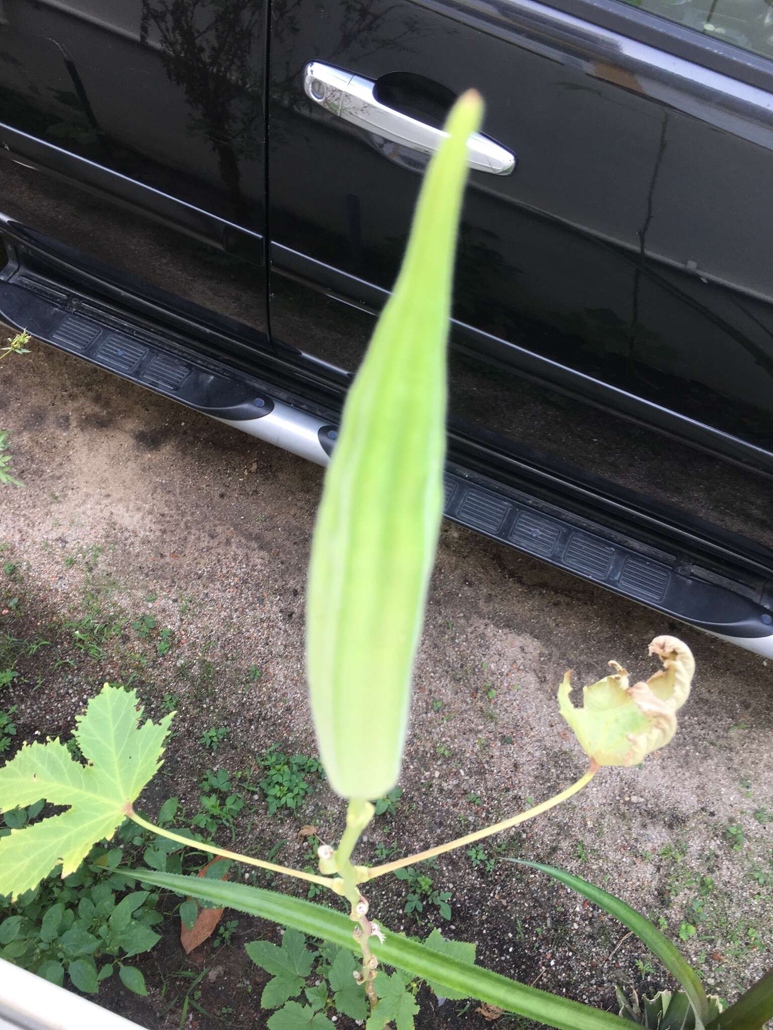 Image of okra