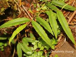 Image of Damnacanthus angustifolius Hayata