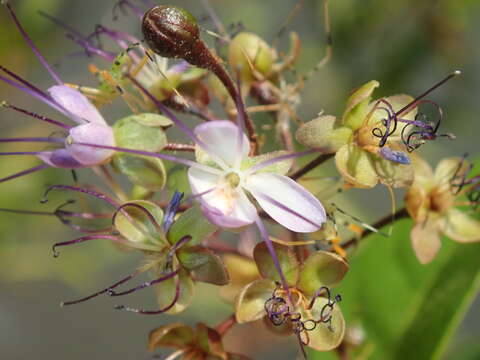 Image of Hirtella gracilipes (Hook. fil.) Prance