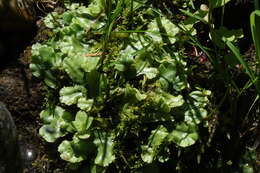 Image of Marchantia polymorpha subsp. montivagans Bischl. & Boissel.-Dub.