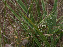 Image of Dianella longifolia var. grandis R. J. F. Hend.