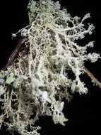 Image of cartilage lichen