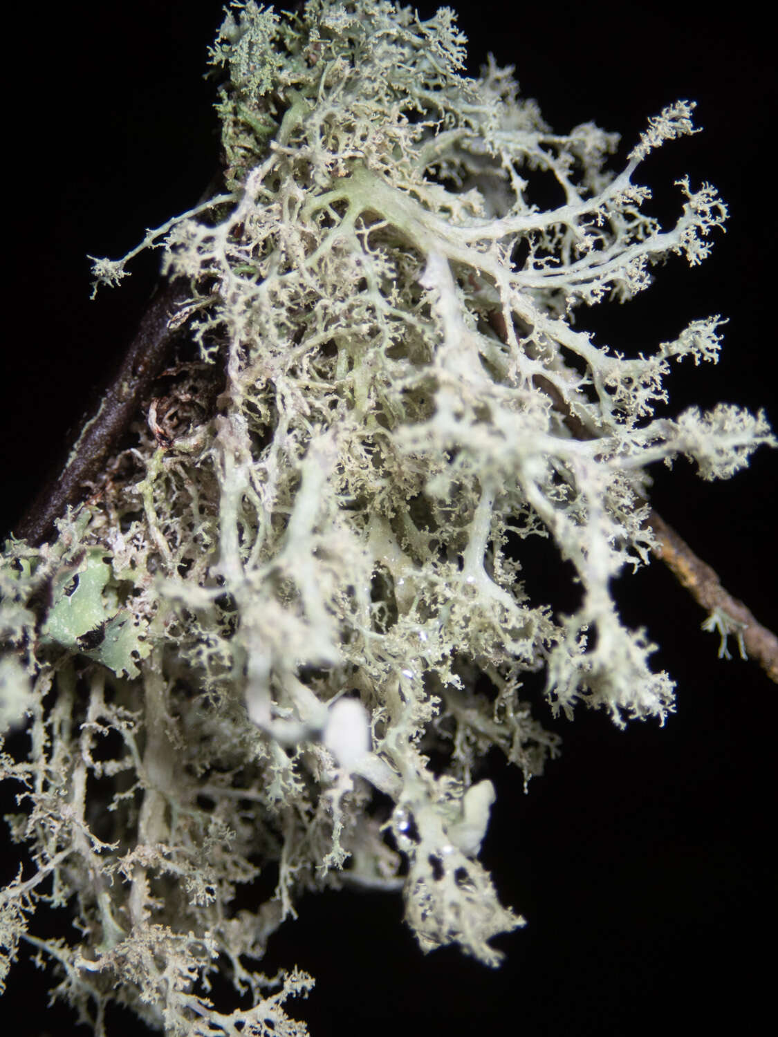 Imagem de Ramalina dilacerata (Hoffm.) Hoffm.