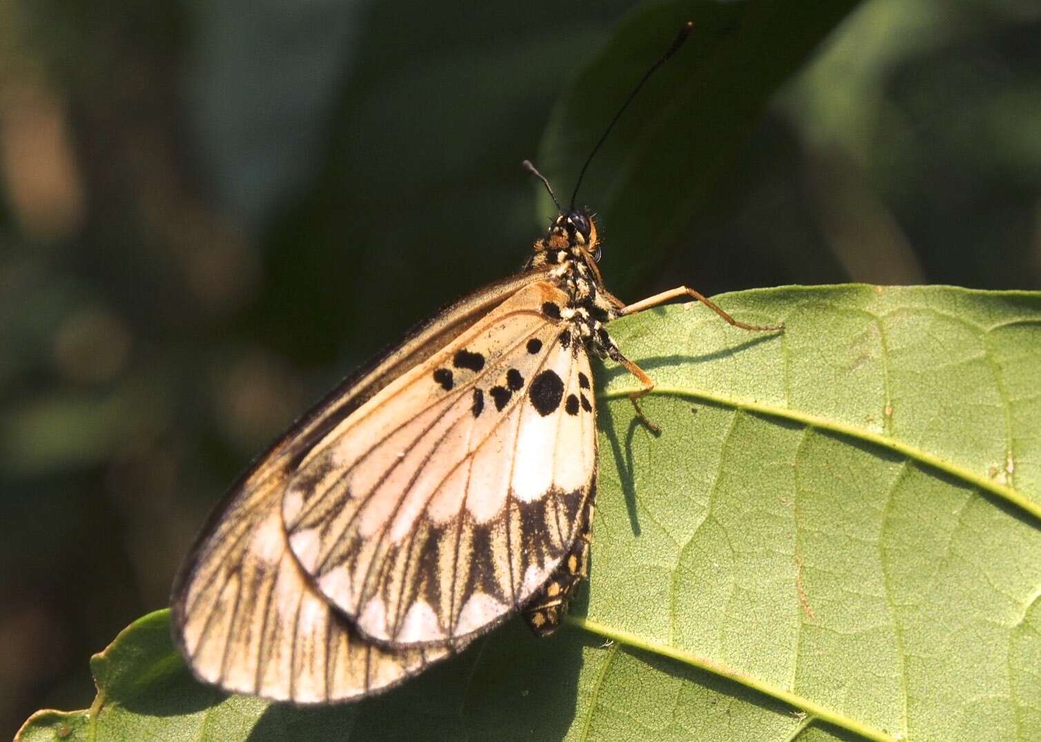 Image of <i>Acraea <i>bonasia</i></i> bonasia