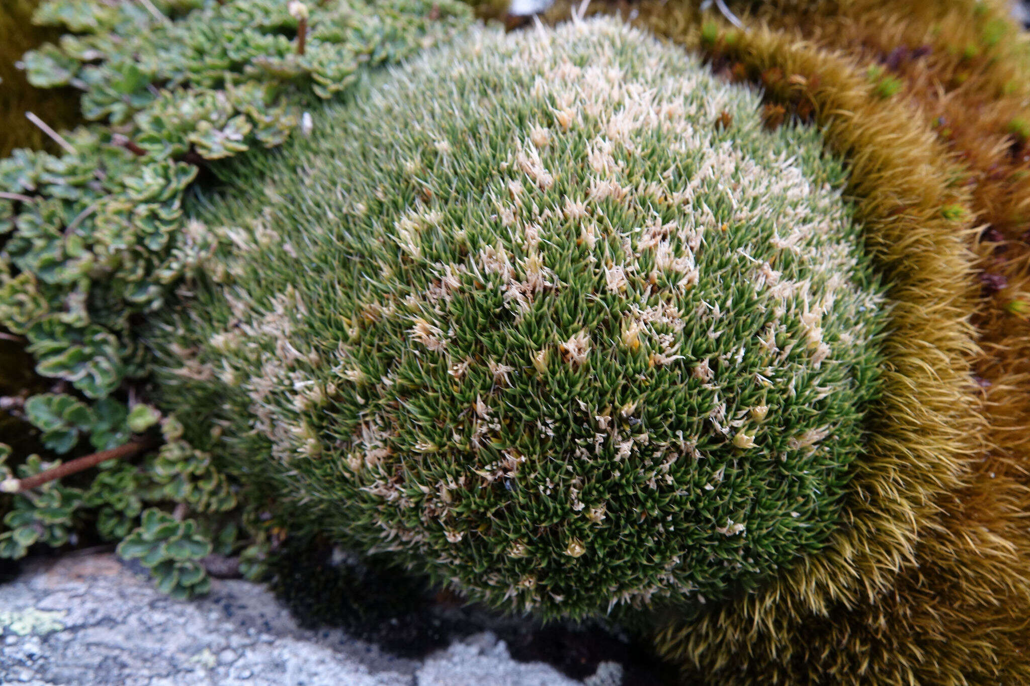 Image of Colobanthus buchananii T. Kirk