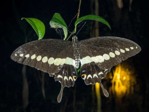 Image of Papilio demolion Cramer (1776)