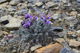 Image de Oxytropis wrangelii Jurtzev