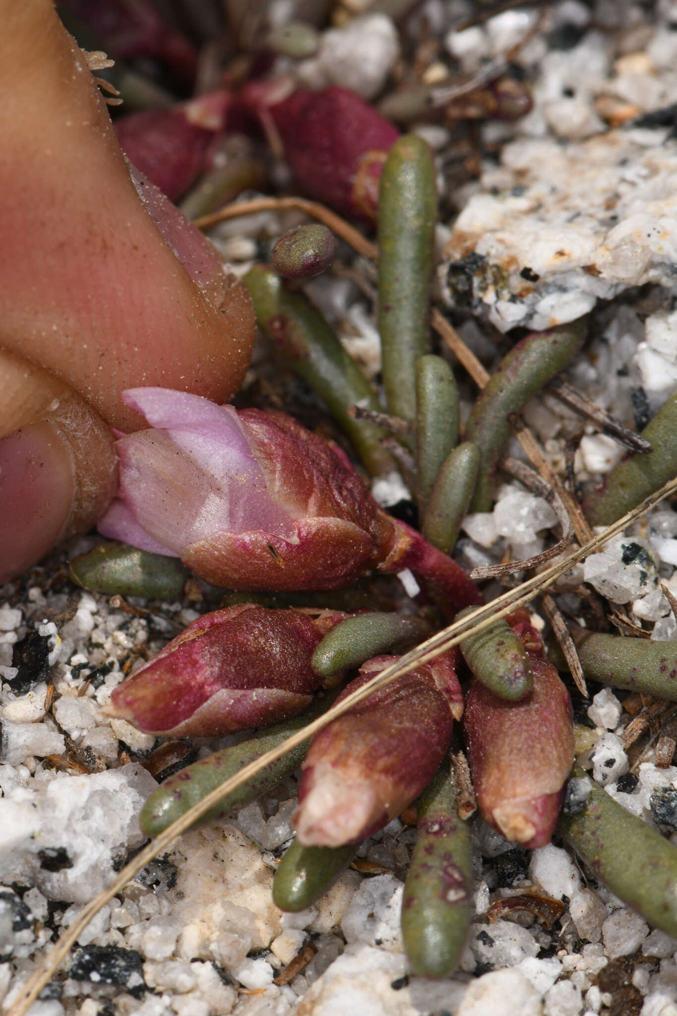 Image of Yosemite bitterroot