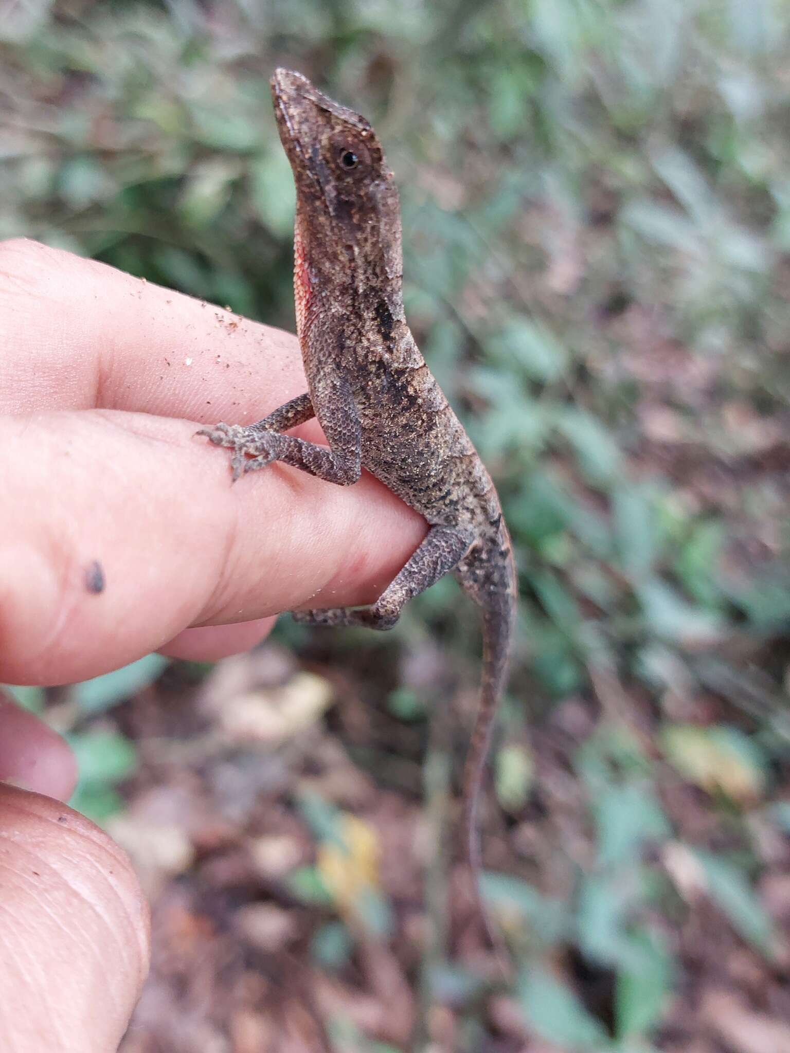 Слика од Anolis scypheus Cope 1864