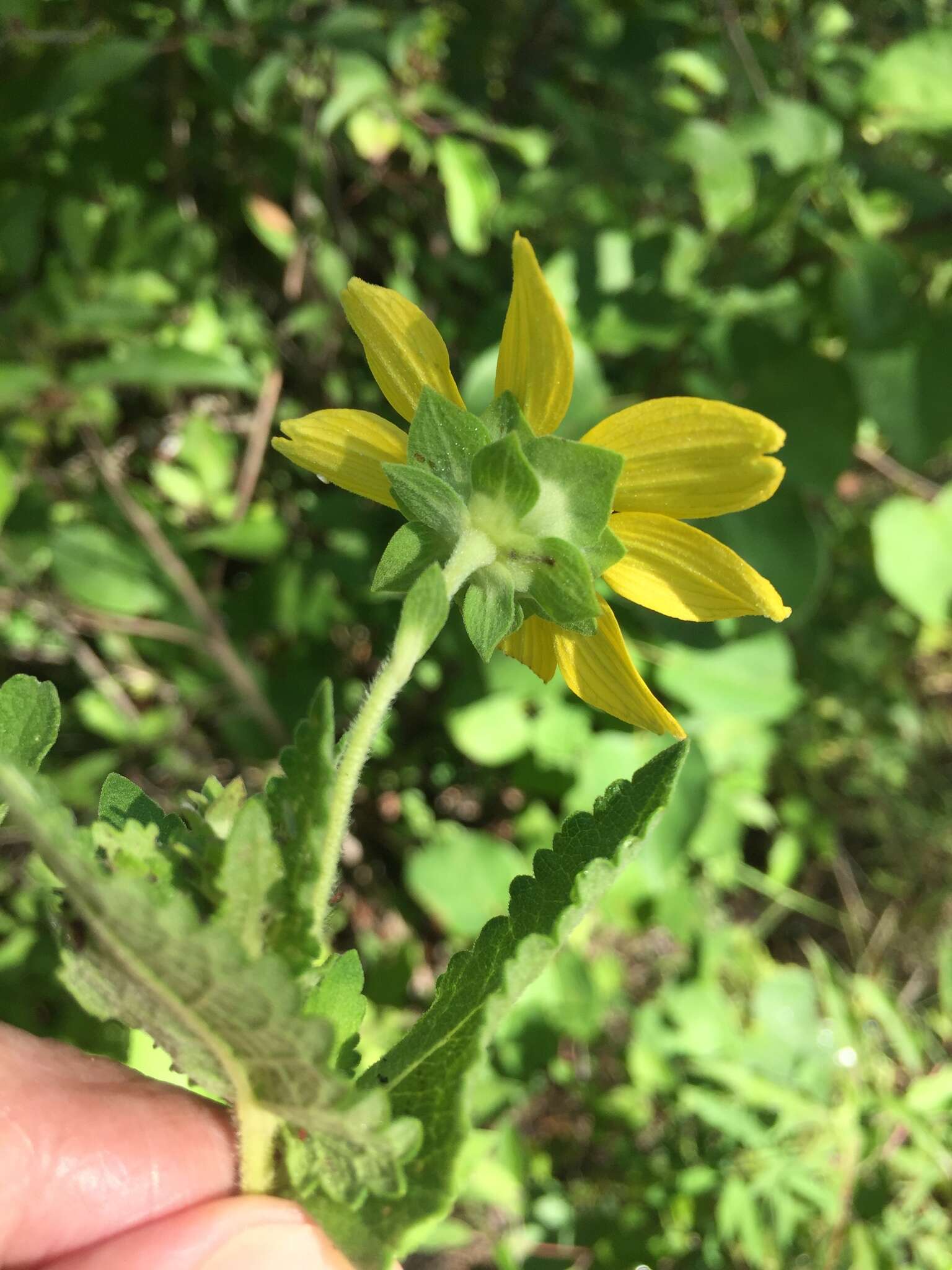 Image of Texas greeneyes