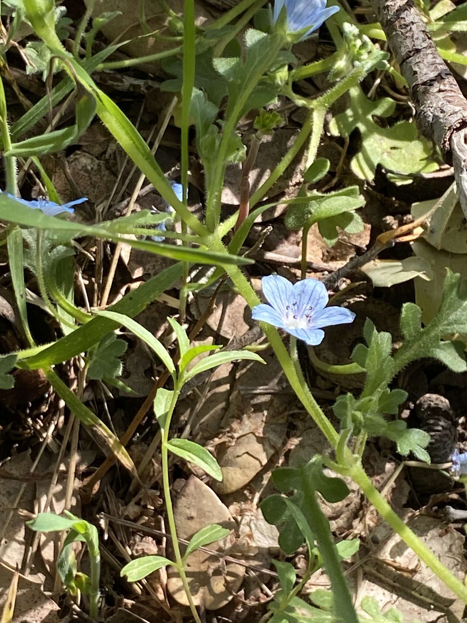 Image de Nemophila menziesii var. integrifolia Brand