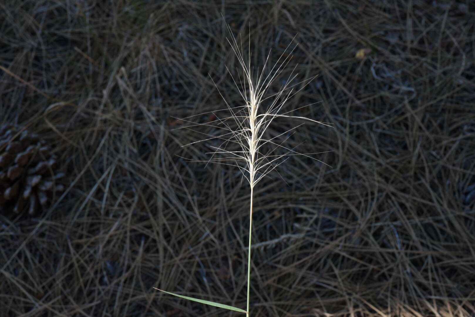 Imagem de Elymus elymoides subsp. elymoides