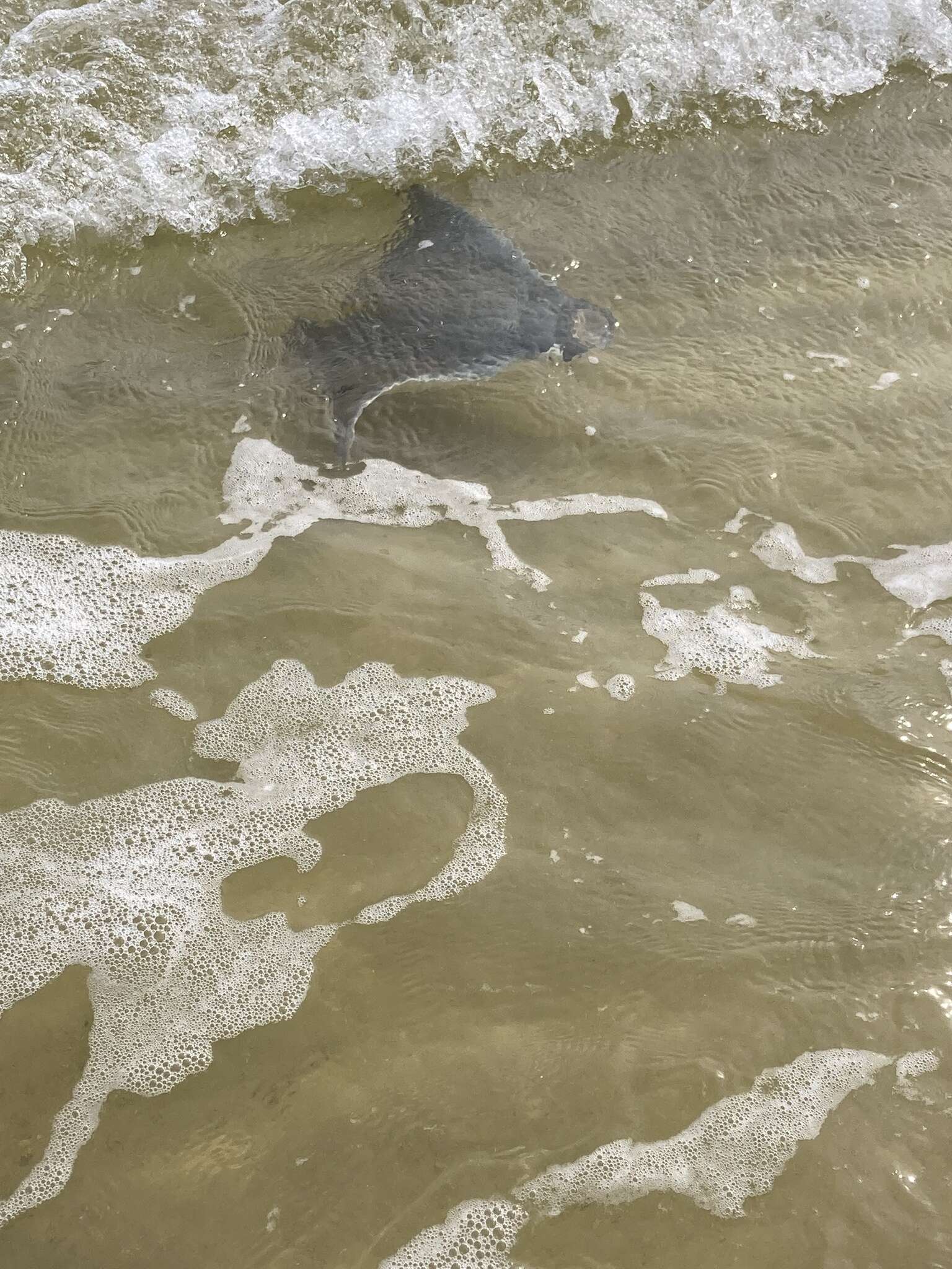 Image of Atlantic Devilray