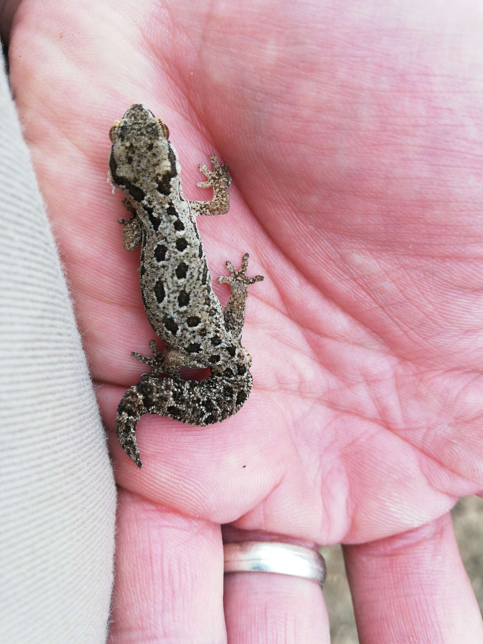 Image of Spotted Gecko