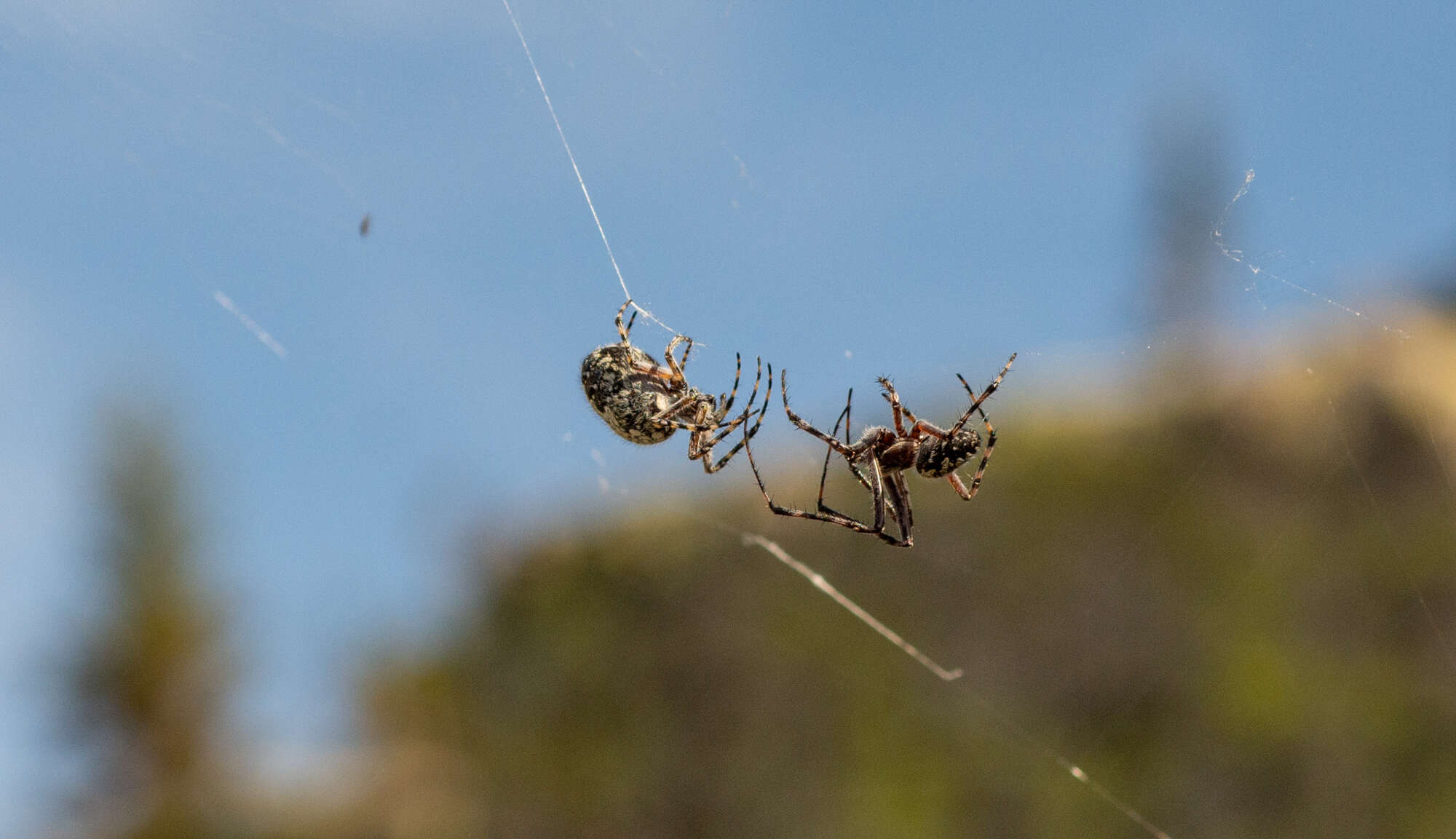 Image of Orbweaver