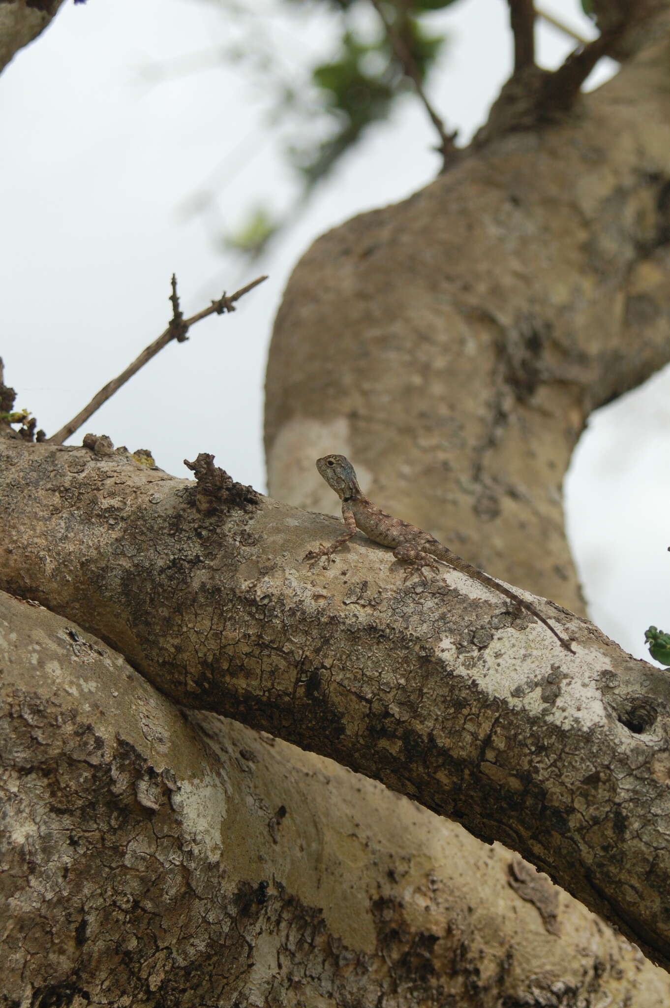 Image of Mozambique Agama