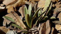 Image of Myosotis traversii Hook. fil.