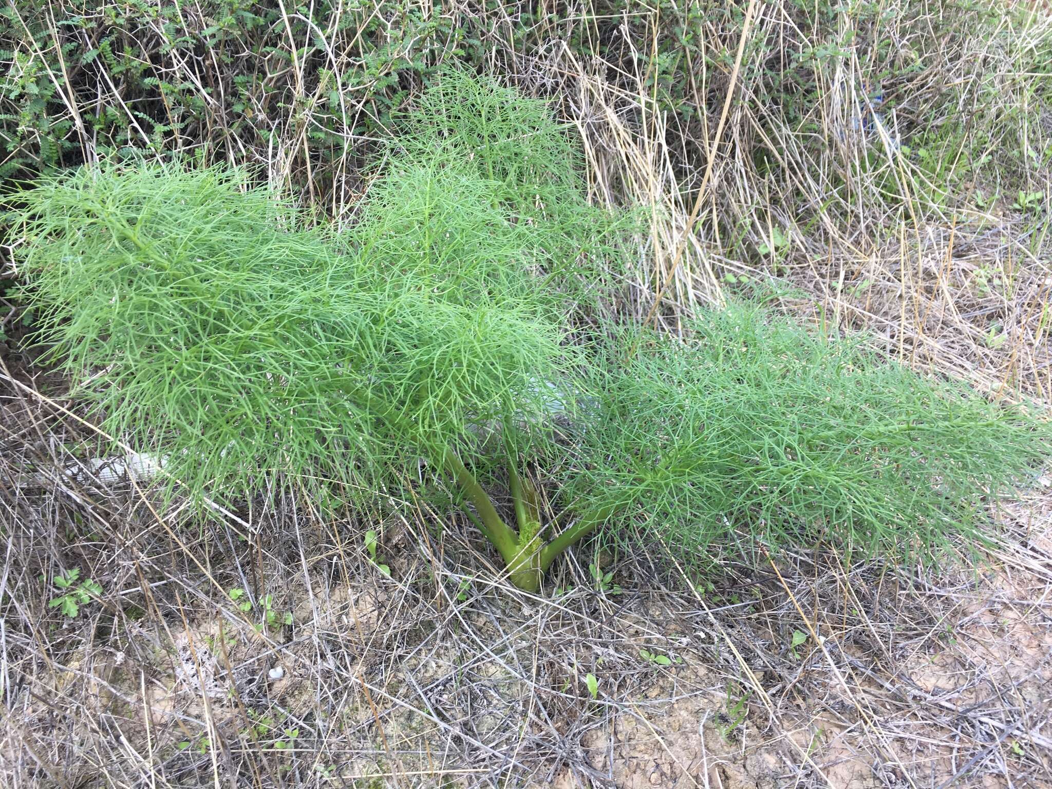 Image of Giant Fennel