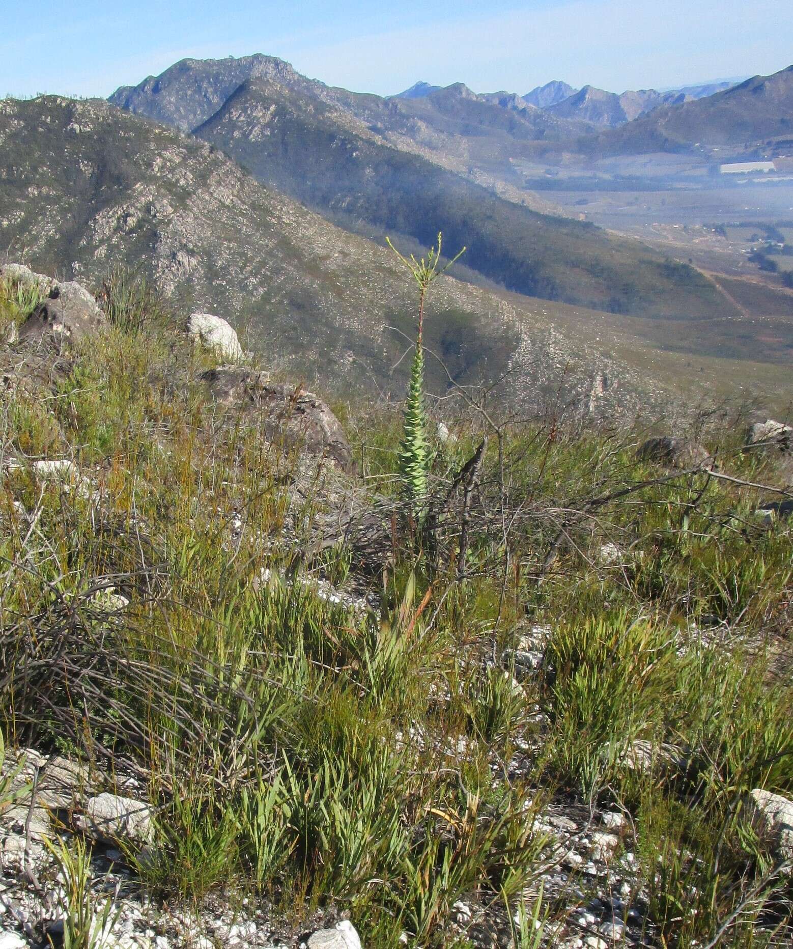 Image of Osteospermum corymbosum L.