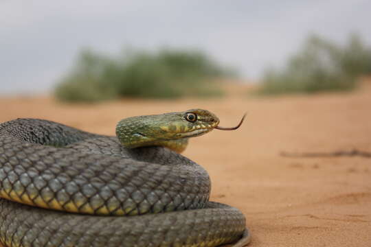 Image of Malpolon insignitus fuscus (Fleischmann 1831)