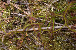 Image of Drosera binata Labill.