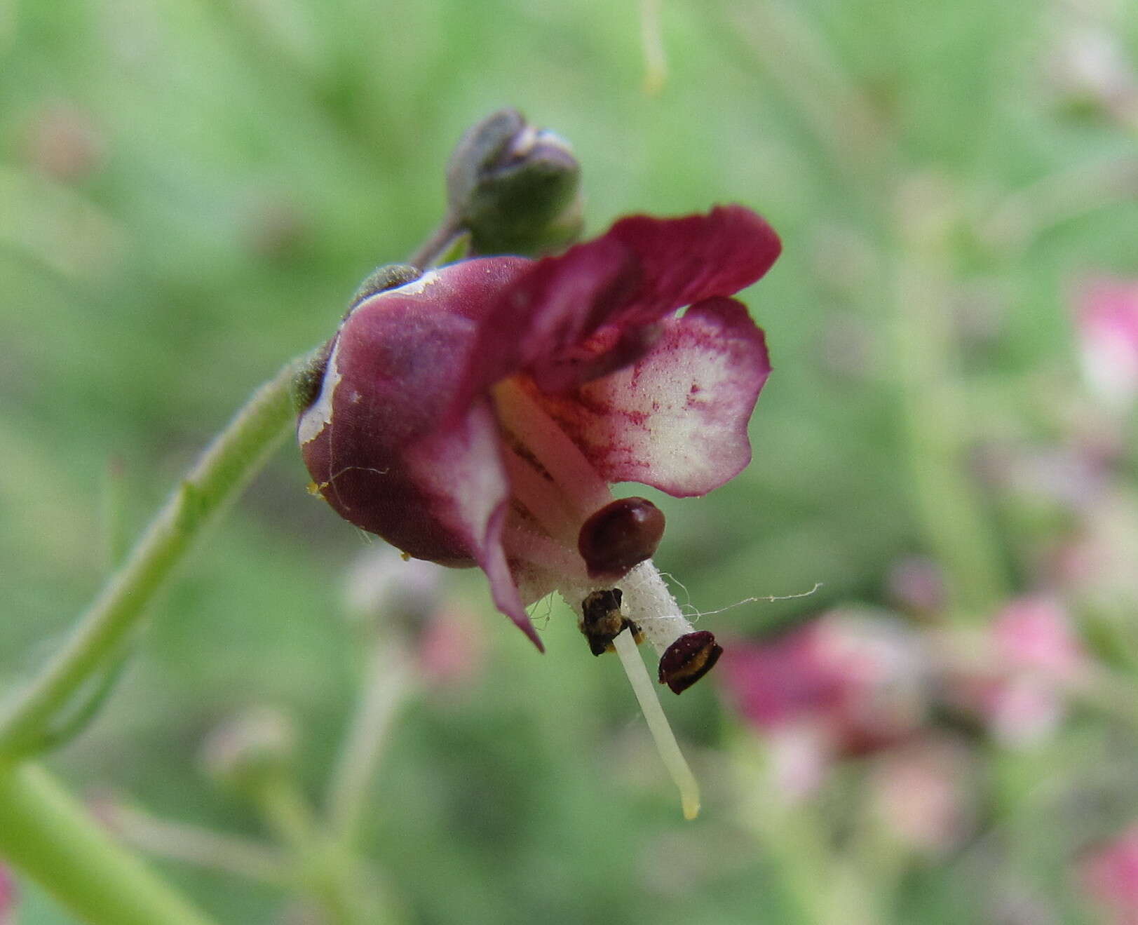 Scrophularia cretacea Fisch. resmi