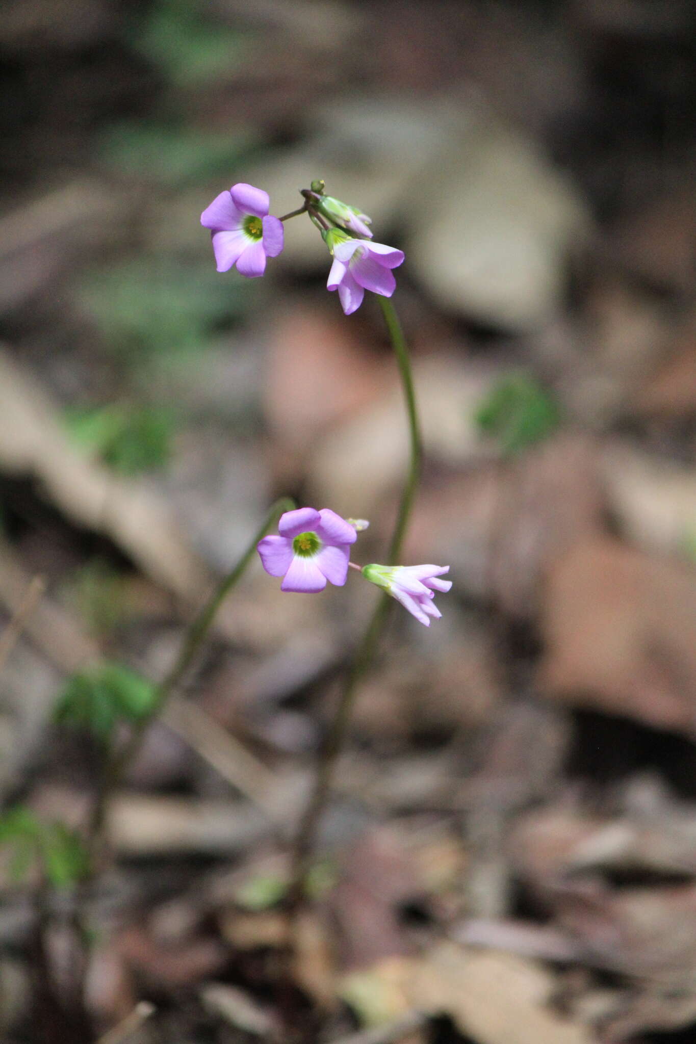 Plancia ëd Oxalis decaphylla Kunth