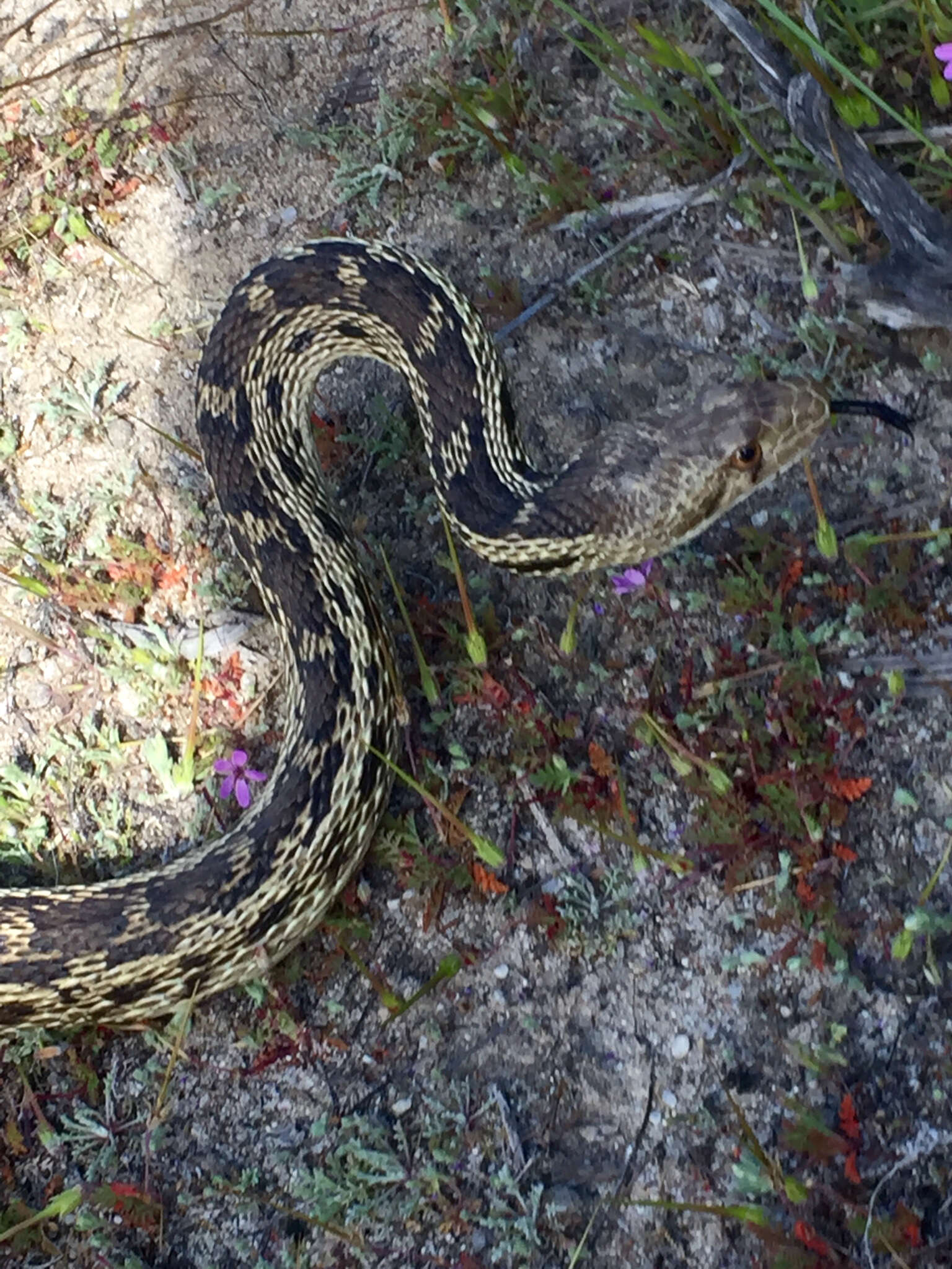 Pituophis catenifer catenifer (Blainville 1835)的圖片