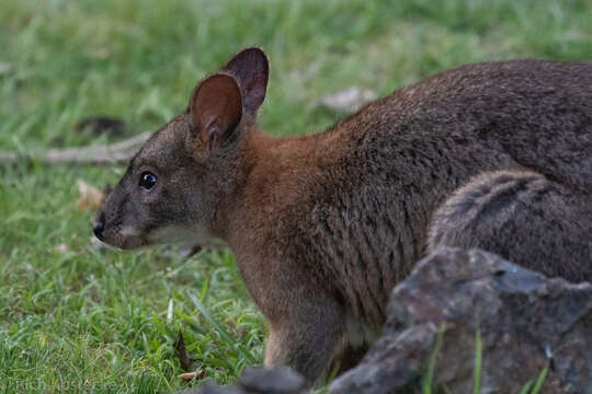 Image de Pademelon à cou rouge