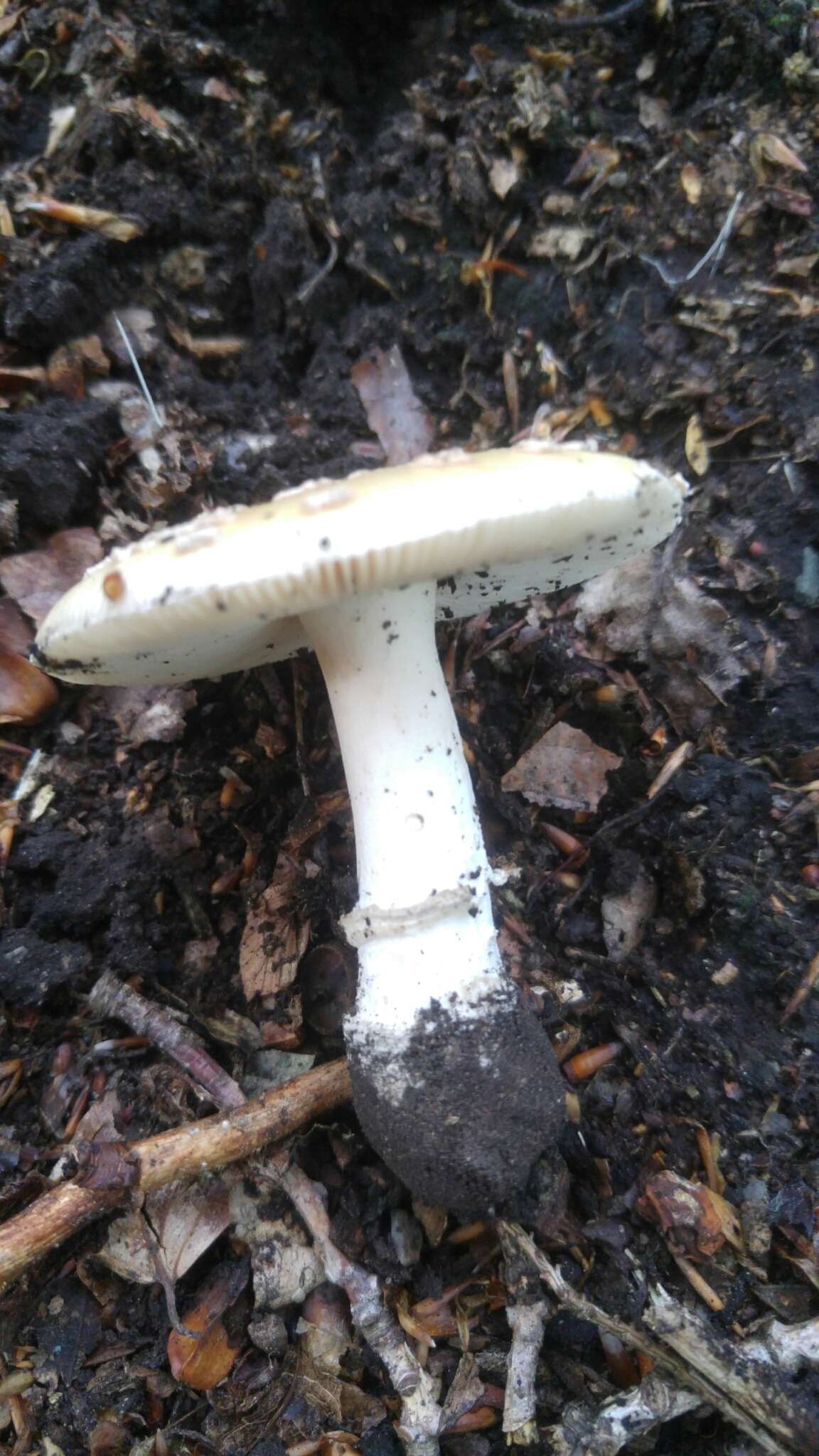 Image of gemmed Amanita