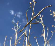 Image of Arizona Walkingstick