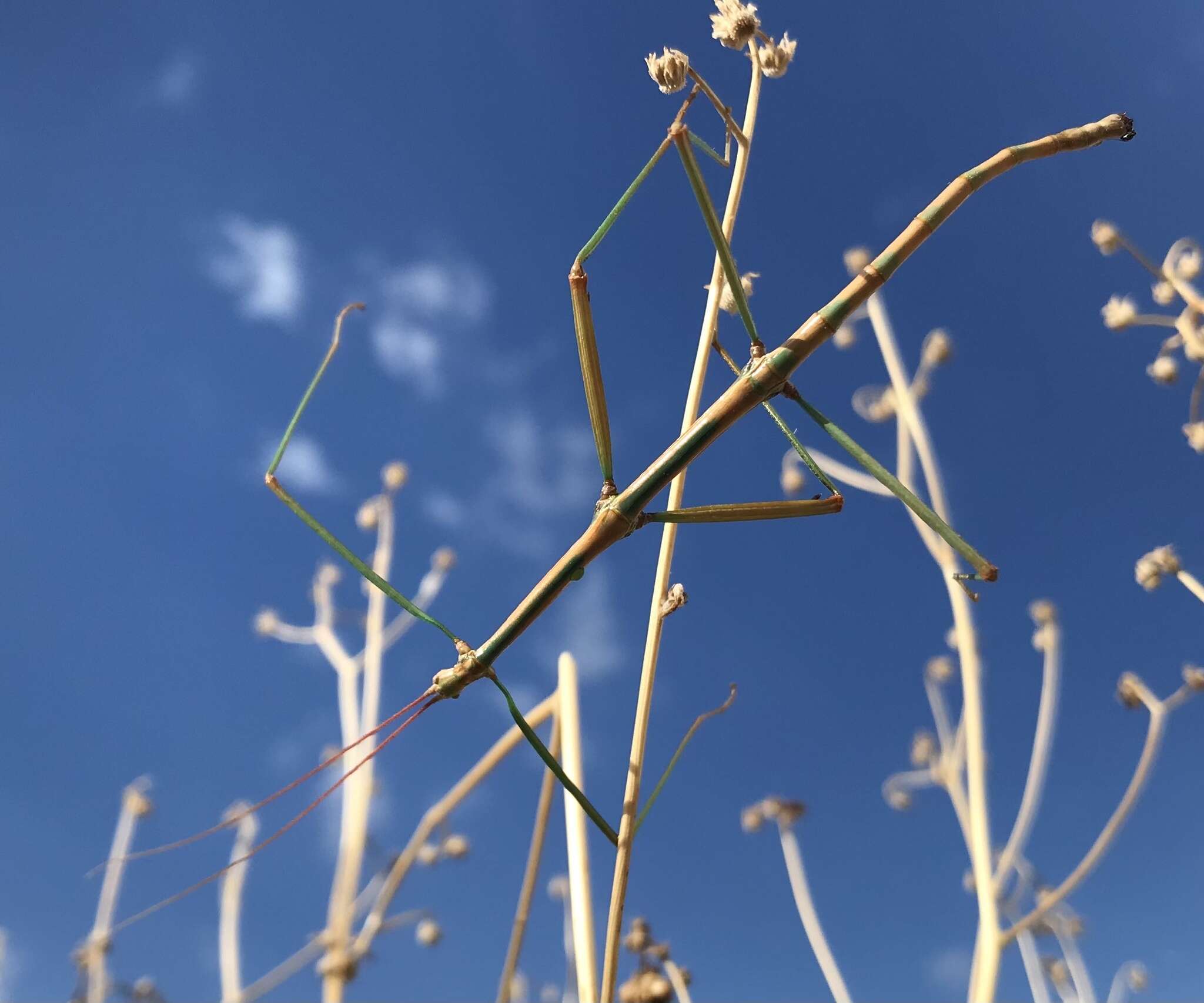 Image of Arizona Walkingstick