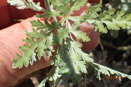 Image of Geranium multisectum N. E. Br.