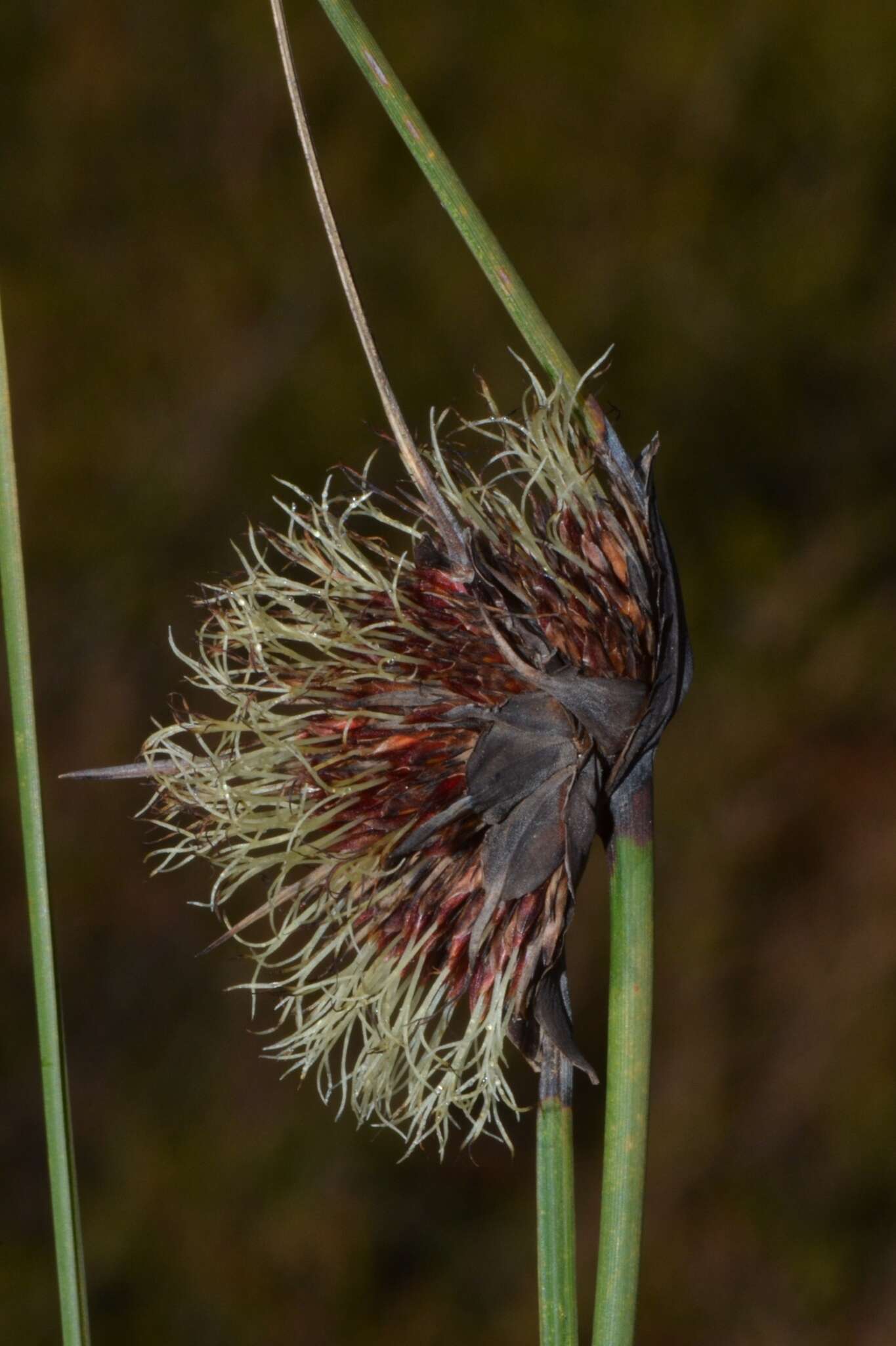 Image of Mesomelaena tetragona (R. Br.) Benth.