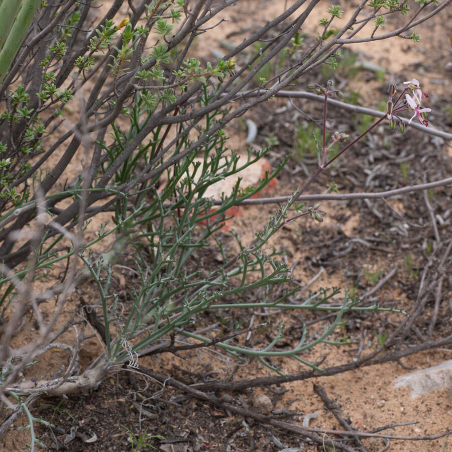 Image of Pelargonium karooescens R. T. F. Clifton