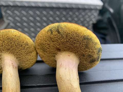 Image of Boletus patrioticus T. J. Baroni, Bessette & Roody 1998