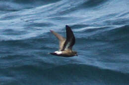 Image of British Storm Petrel