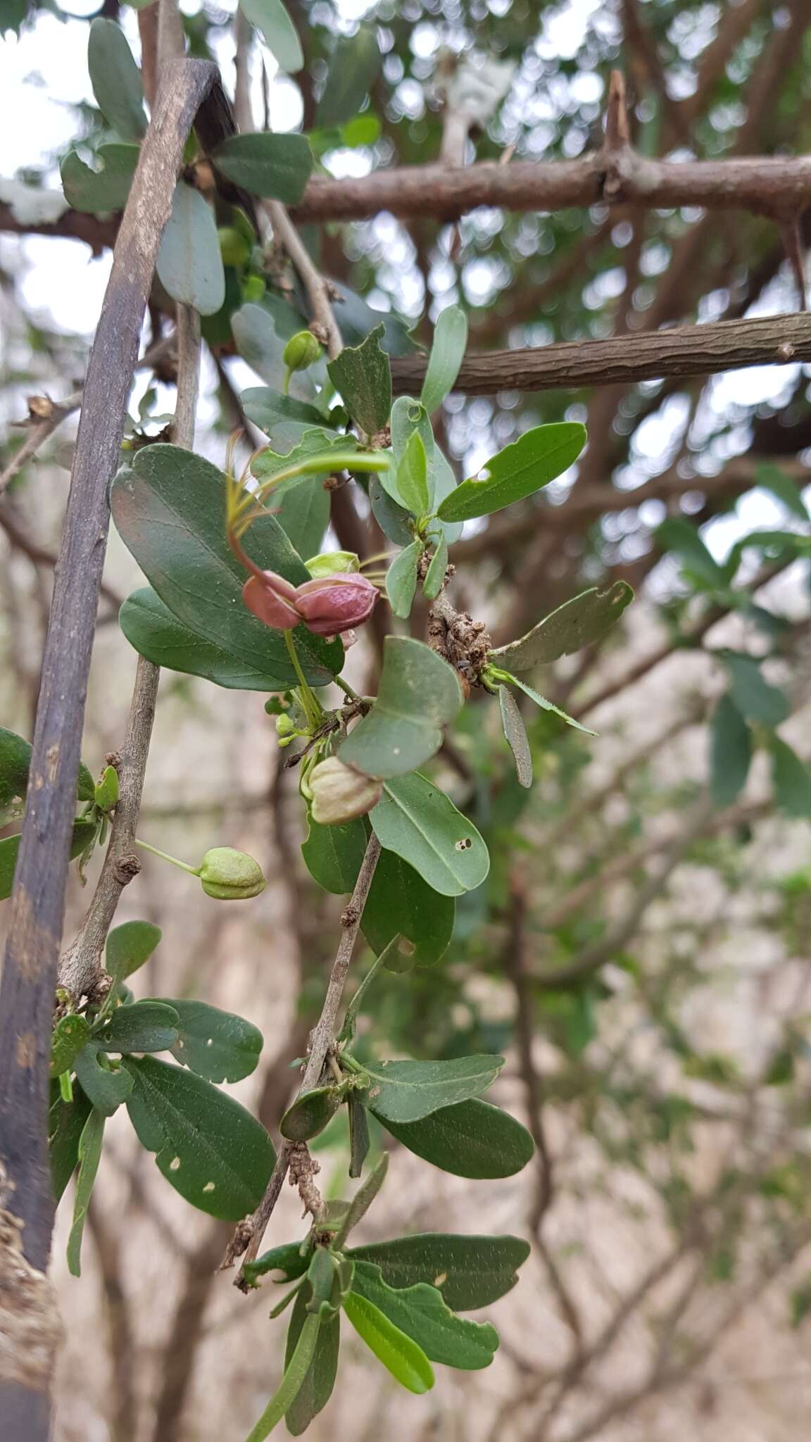 Image of Green-leaved wormbush