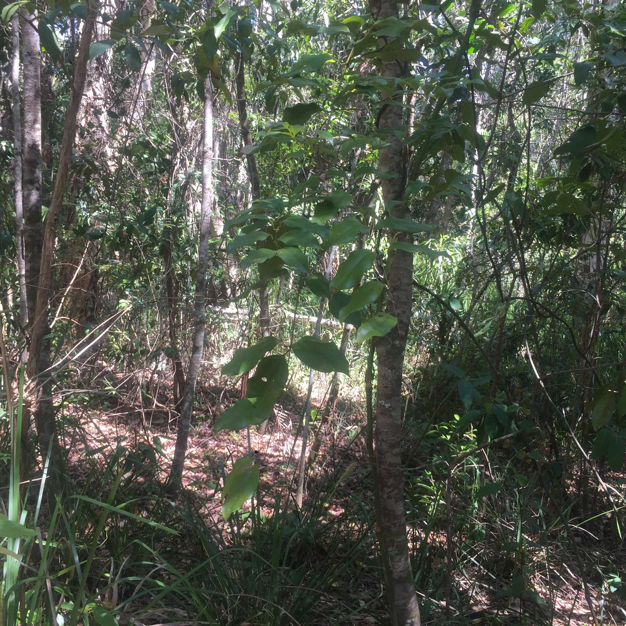 Sivun Melodinus australis (F. Müll.) Pierre kuva