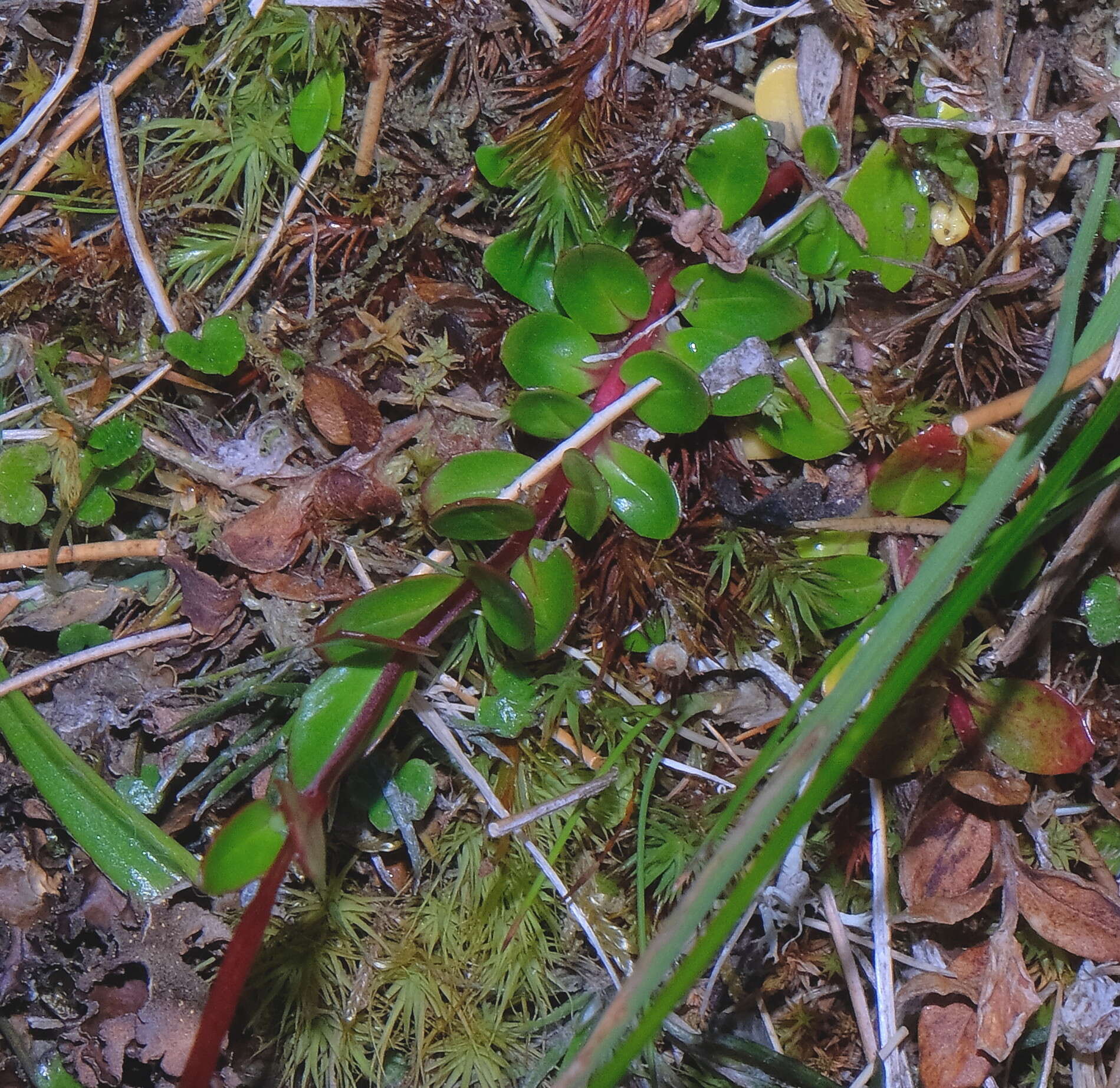 Image of Epilobium alsinoides subsp. atriplicifolium (A. Cunn.) Raven & Engelhorn