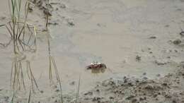 Image of Fiddler Crab