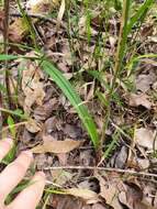 Image of Karri cowslip orchid