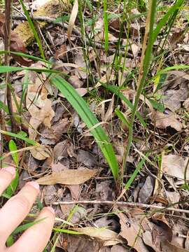 Image de Caladenia flava subsp. sylvestris Hopper & A. P. Br.