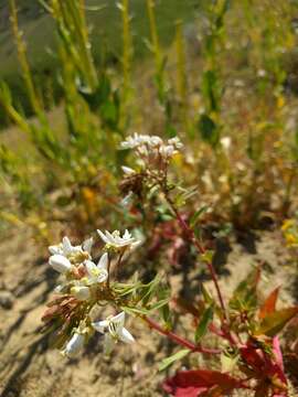 Eremothera boothii subsp. decorticans (Hook. & Arn.) W. L. Wagner & Hoch resmi