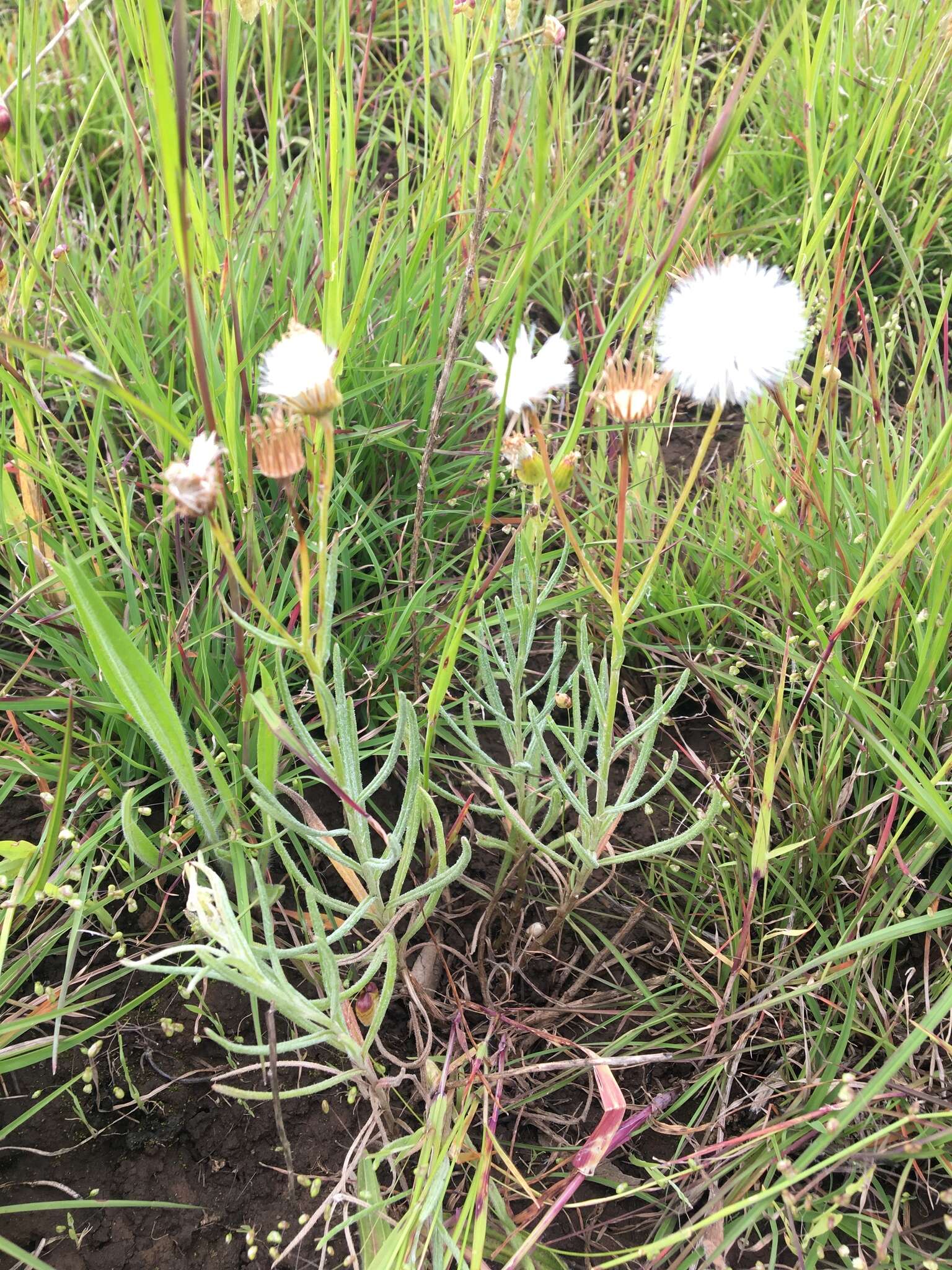 Plancia ëd Senecio macrocarpus F. Müll. ex R. O. Belcher