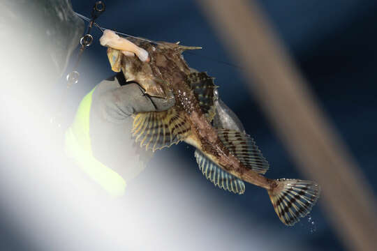 Image of Longhorn sculpin