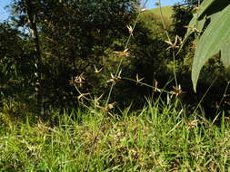 Image of Guadua tagoara (Nees) Kunth
