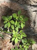 Image of Ceylon spinach