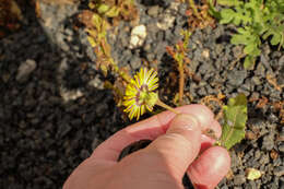 Image of False sowthistle